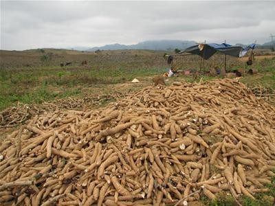 Vietnam to earn 2 billion USD from cassava exports - ảnh 1